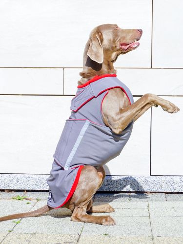 WEIMARANER SOFTSHELL DOG COAT - READY-MADE