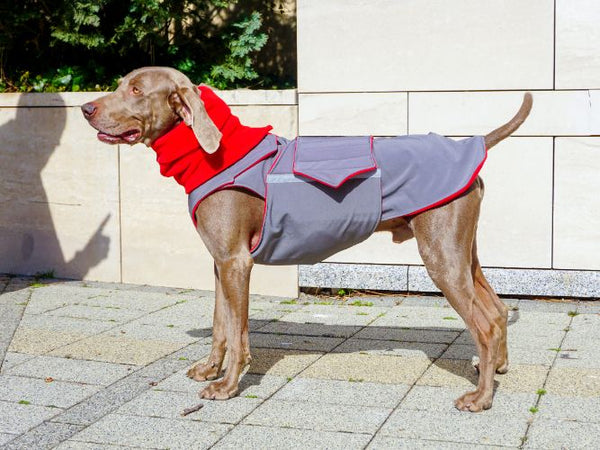 WEIMARANER SOFTSHELL DOG COAT + NECK WARMER- READY-MADE