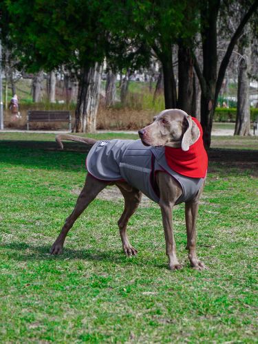 WEIMARANER SOFTSHELL DOG COAT + NECK WARMER- READY-MADE