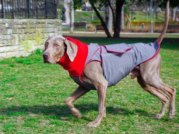 WEIMARANER SOFTSHELL DOG COAT + NECK WARMER- READY-MADE