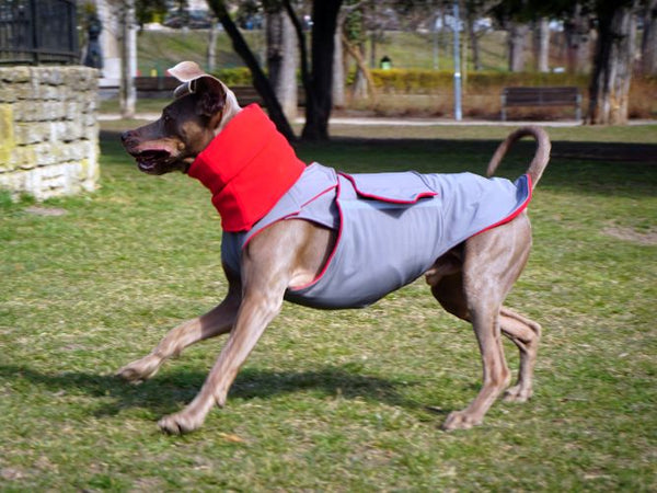 WEIMARANER SOFTSHELL DOG COAT + NECK WARMER- READY-MADE