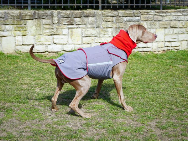 WEIMARANER SOFTSHELL DOG COAT + NECK WARMER- READY-MADE