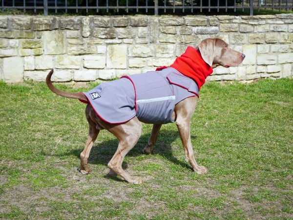 WEIMARANER SOFTSHELL DOG COAT + NECK WARMER / MADE TO ORDER