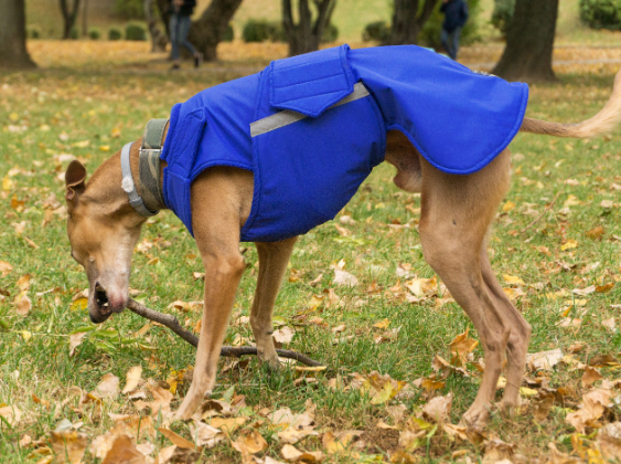WHIPPET WINTER COAT - READY-MADE